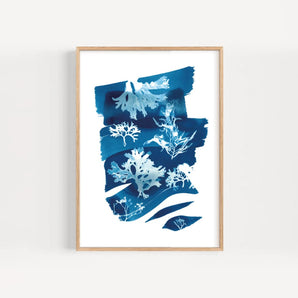 SALE - Seaweed Cyanotype #1 11x16 Print By Paper Birch