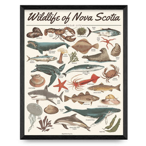 Wildlife of Nova Scotia - Ocean Life 16x20 Print