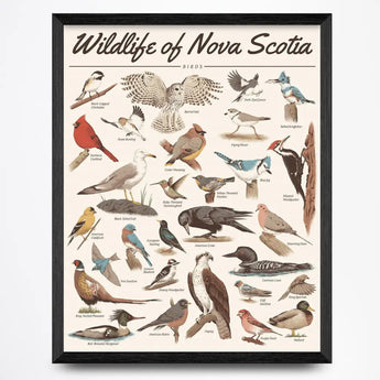 Bird Prints framed art featuring Nova Scotia bird species, Anne MacDonald design