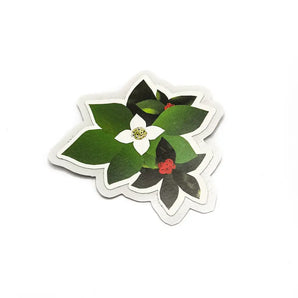 Bunchberries Sticker By A. K. Doak