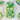 Green Tea Latte Vegan Soap By Graceful Soaps