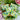 Green Tea Latte Vegan Soap By Graceful Soaps
