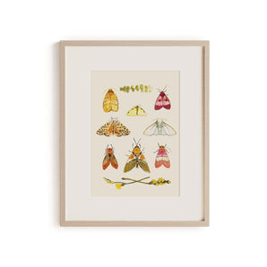 Moths 11x14 Print By Briana Corr Scott