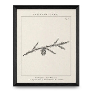 Newfoundland & Labrador Tree 8x10 Print By Leaves Of Canada