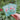 Sweet Pea Seed Packet By KDP Creative Hand Lettering