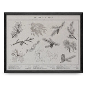Trees of Canada 12x16 Print By Leaves