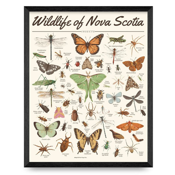Wildlife of Nova Scotia - Insects 16x20 Print By Midnight
