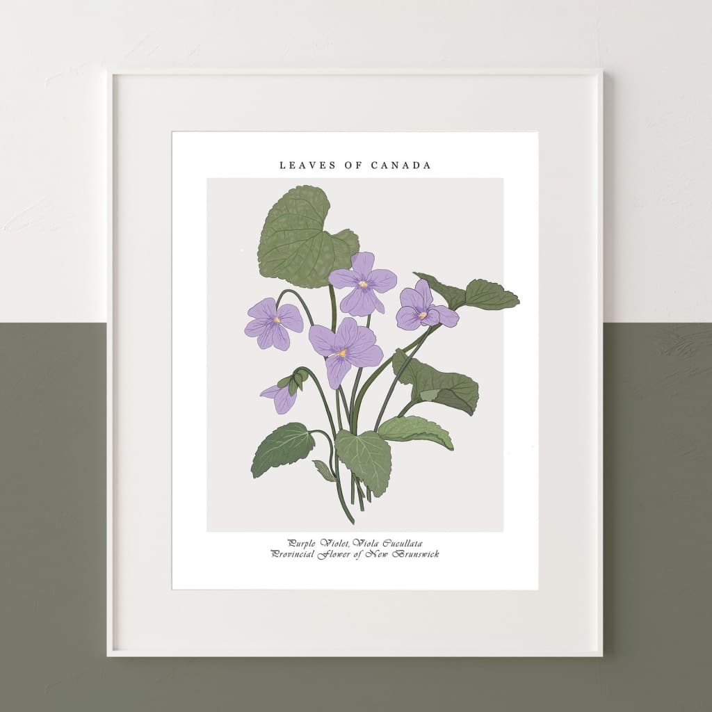 Botanical New Brunswick Purple Violet 12x16 Print By Leaves