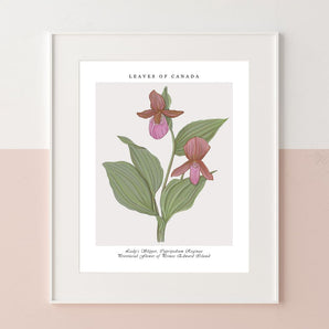 Botanical Prince Edward Island Lady’s Slipper 12x16 Print