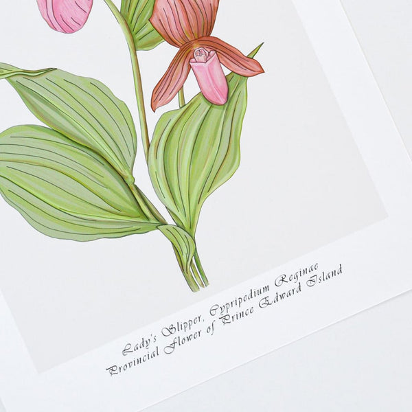 Botanical Prince Edward Island Lady’s Slipper 12x16 Print