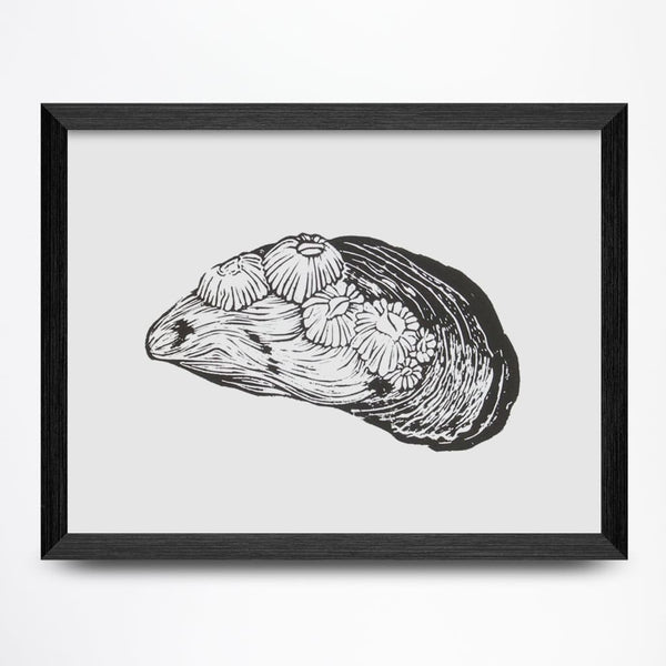 Mussel Shell 8x6 Print By Fine Art Erin Hollingshead