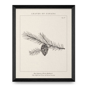 Nova Scotia Tree 8x10 Print By Leaves Of Canada