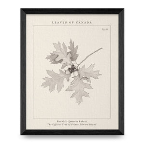 Prince Edward Island Tree 8x10 Print By Leaves Of Canada