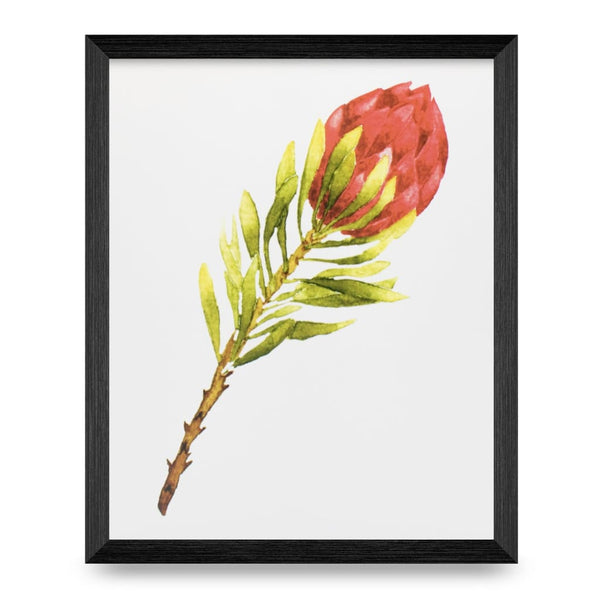 Red Protea 8x10 Print By Blooming Writes Art