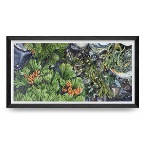 Tide Pool Seaweeds 6.5x12 Print By Fine Art Erin