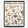 Wildlife of Nova Scotia - Birds 16x20 Print By Midnight Oil