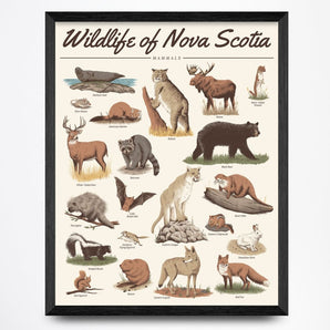 Wildlife of Nova Scotia - Mammals 16x20 Print By Midnight