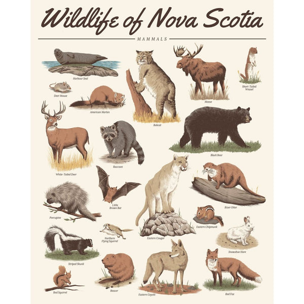 Wildlife of Nova Scotia - Mammals 16x20 Print By Midnight