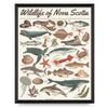 Wildlife of Nova Scotia - Ocean Life 16x20 Print By Midnight